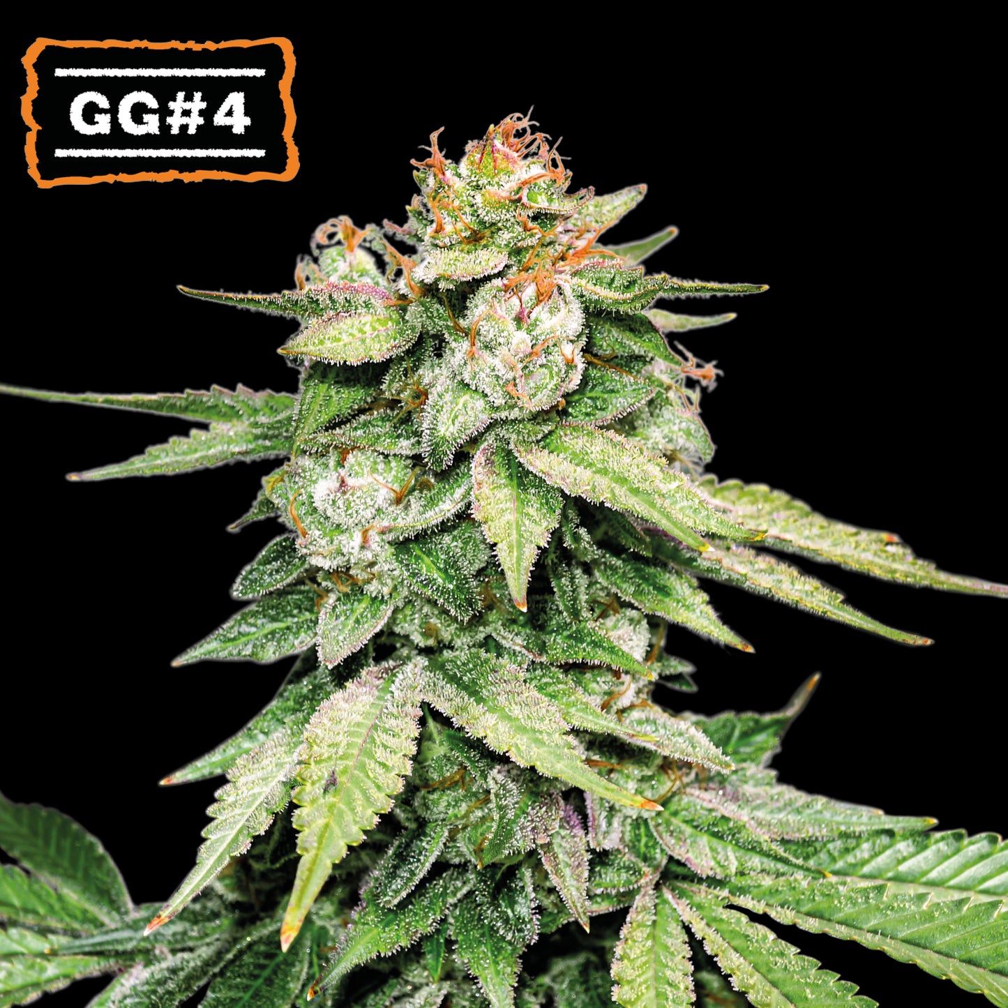 GG #4 Auto x3 - Seedstockers