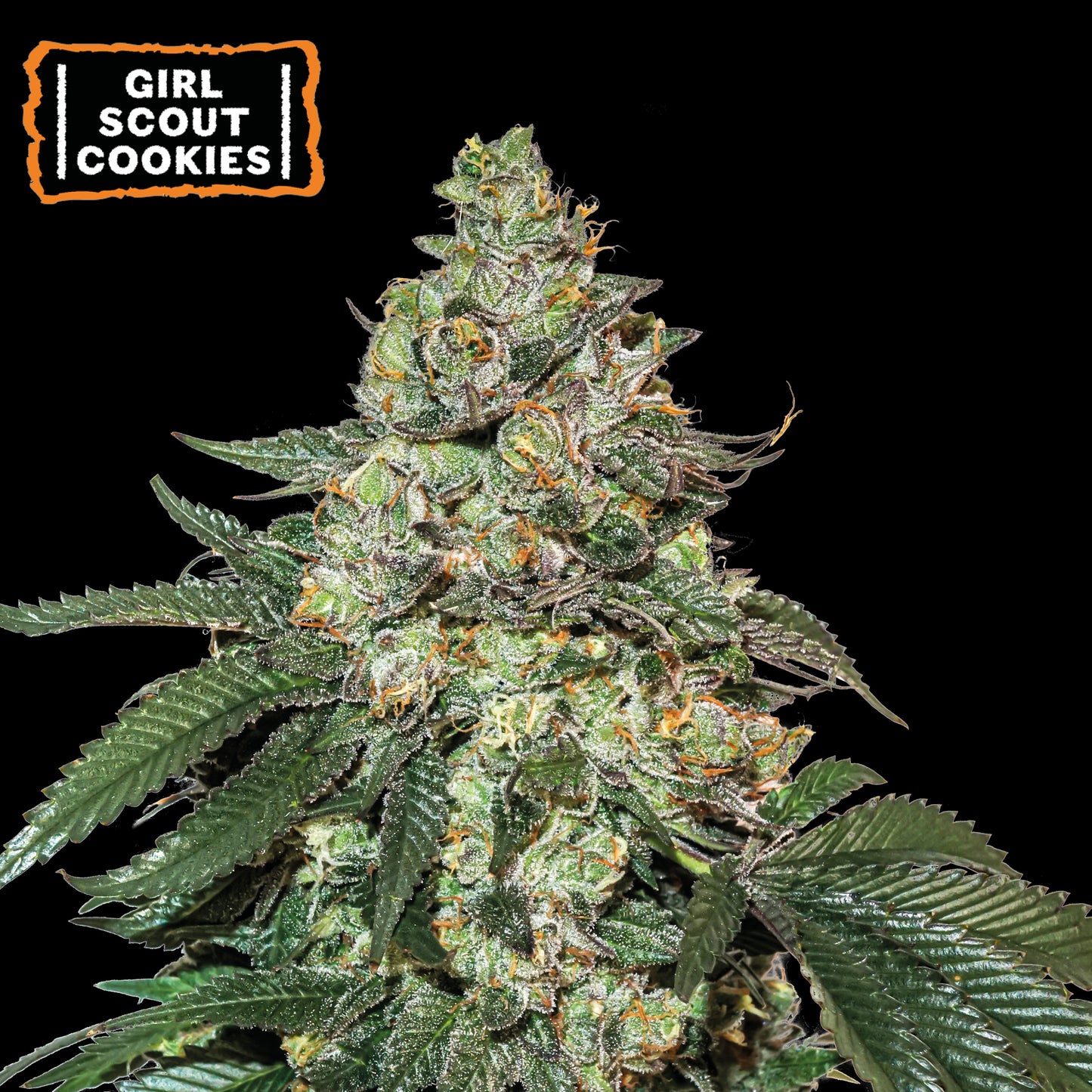 Girl Scout Cookies Auto x3 - Seedstockers