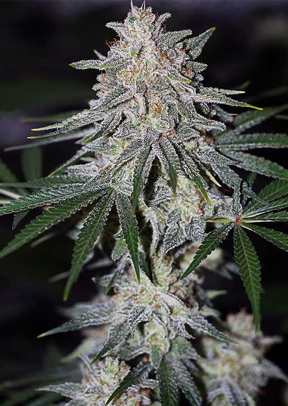 Glueberry OG Fem x100 - Dutch Passion