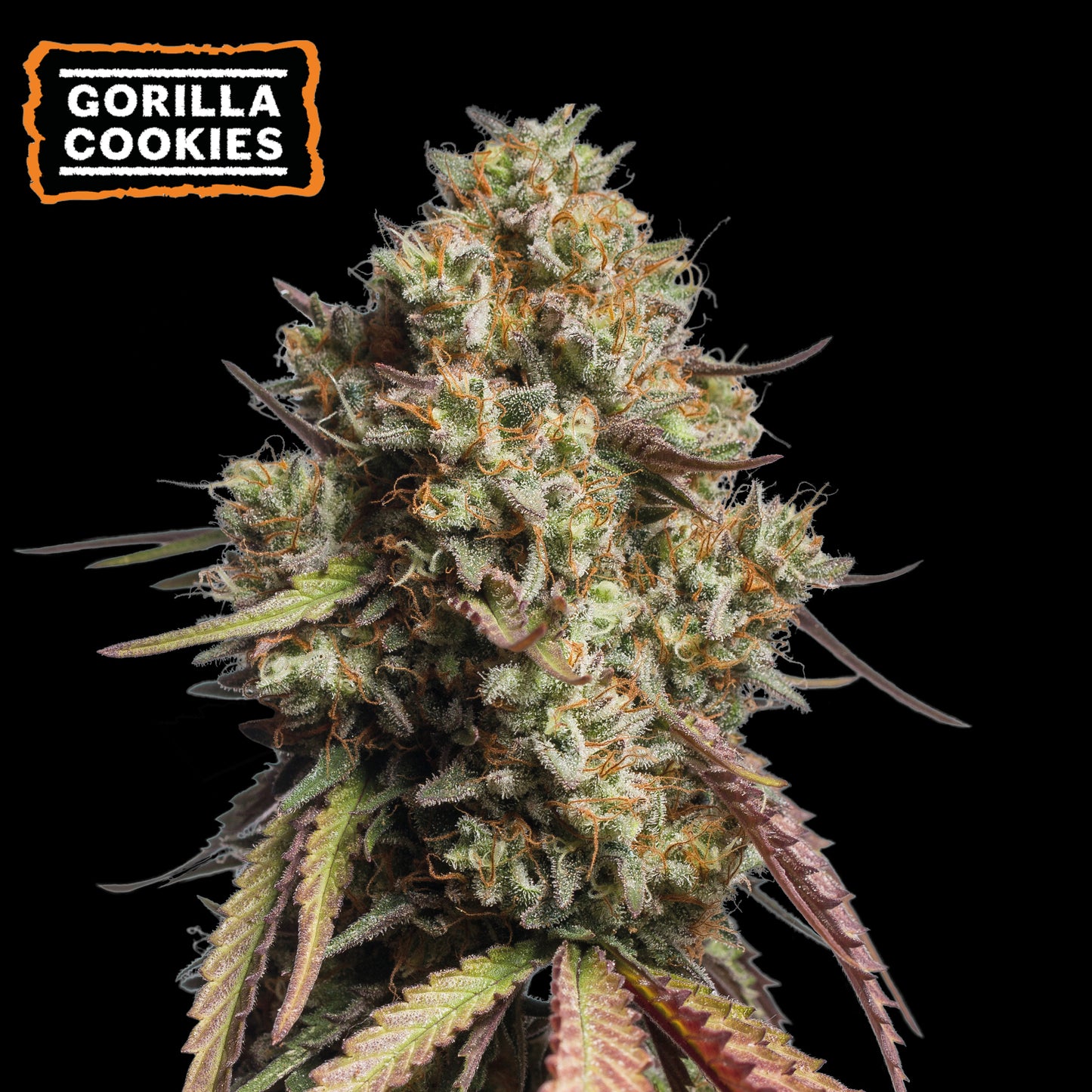 Gorilla Cookies Auto x5 - Seedstockers