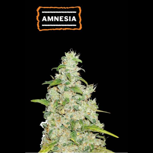 Amnesia Fem x100