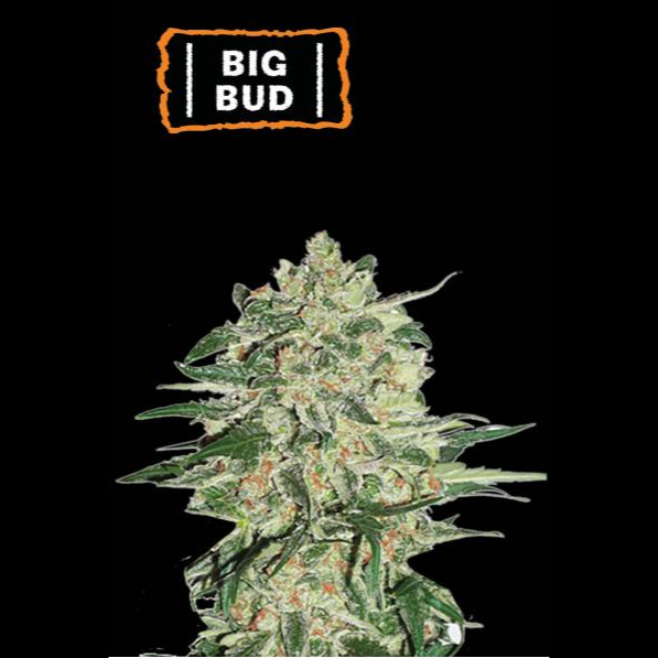 Big Bud Fem x100