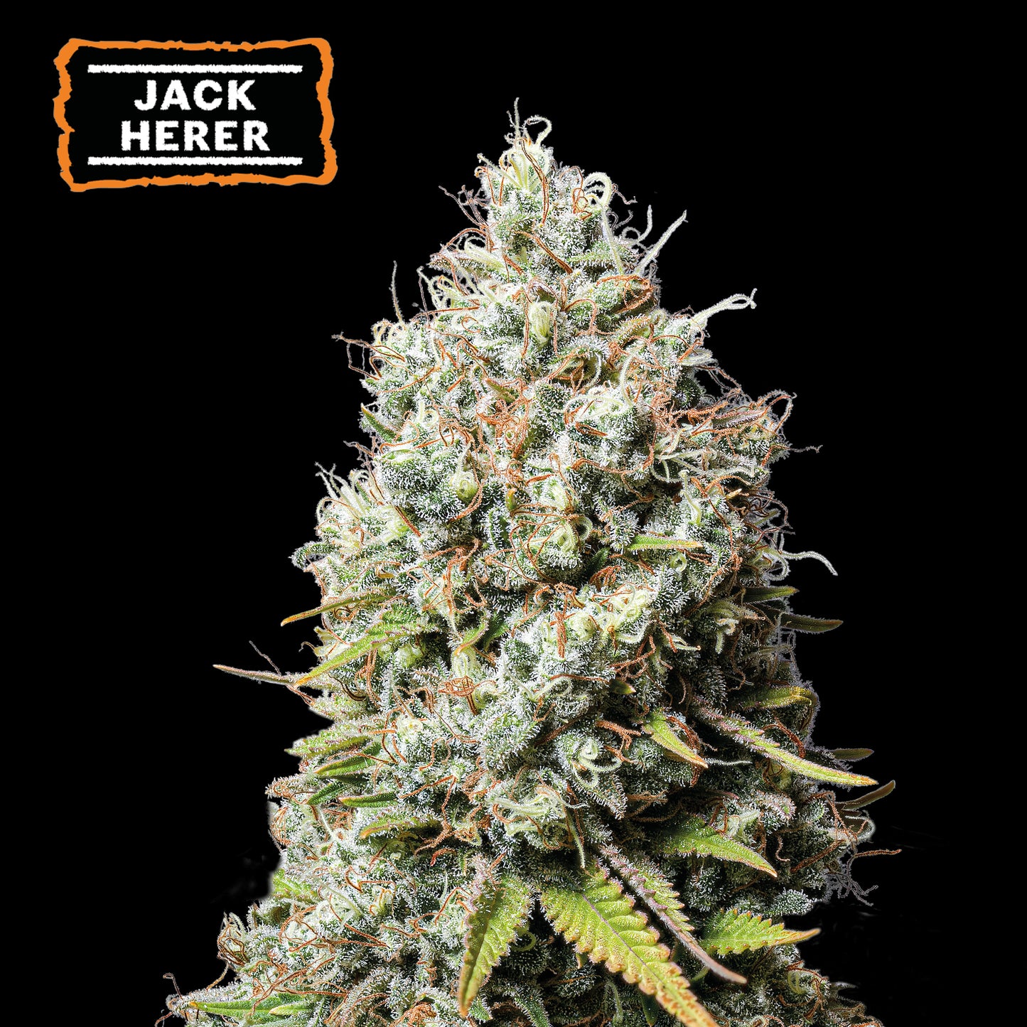 Jack Herer Fem x3 semillas - Seedstockers