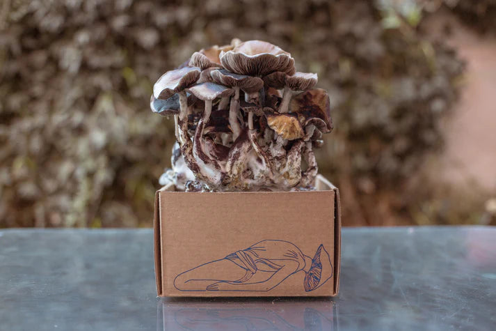 Kit de autocultivo Esporarte