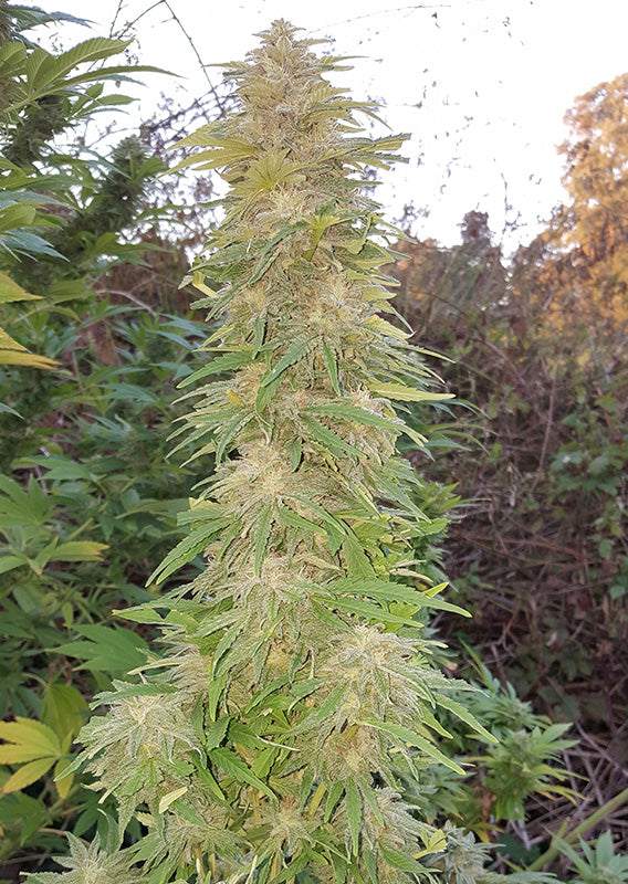 Mazar Fem x3 - Dutch Passion