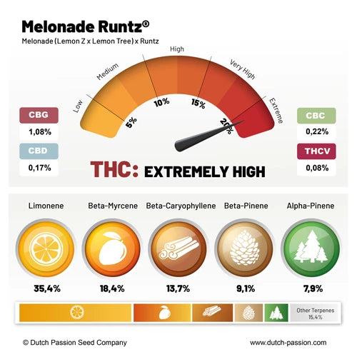 Melonade Runtz Fem x100 -Dutch Passion 2024