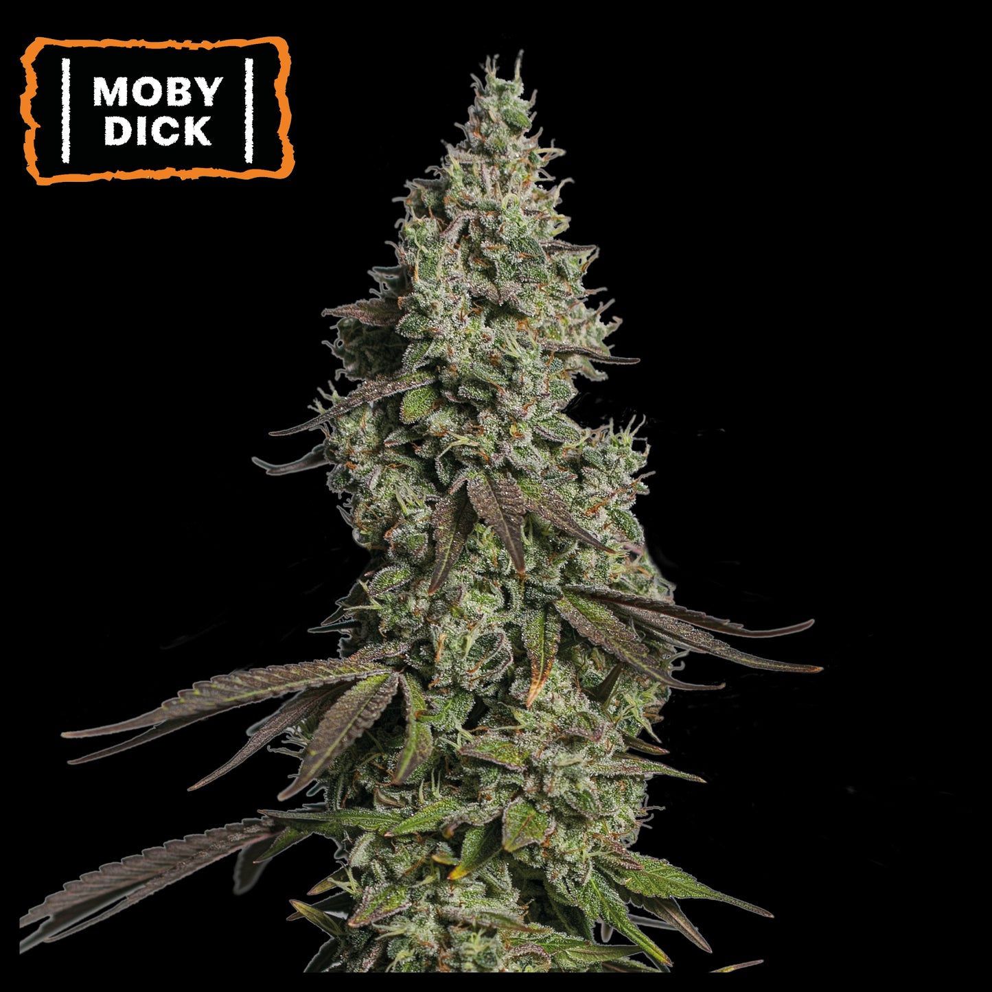 Moby Dick Auto x3 - Seedstockers