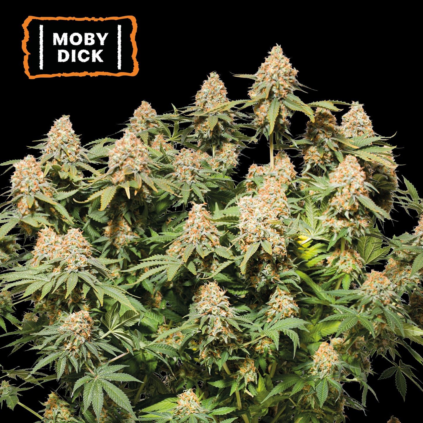 Moby Dick Fem x3 - Seedstockers