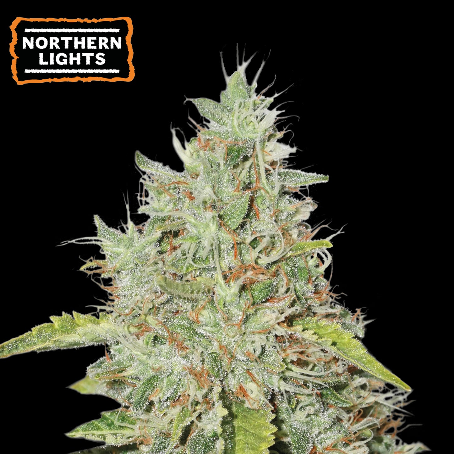 Northern Lights Auto x 100 - Seedstockers