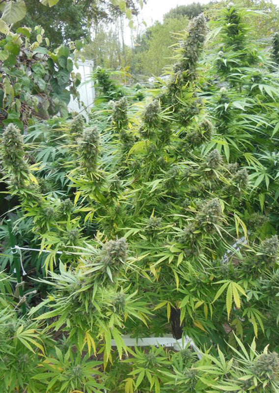 Pamir Gold Fem x3 - Dutch Passion