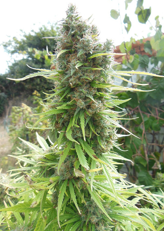 Pamir Gold Fem x3 - Dutch Passion