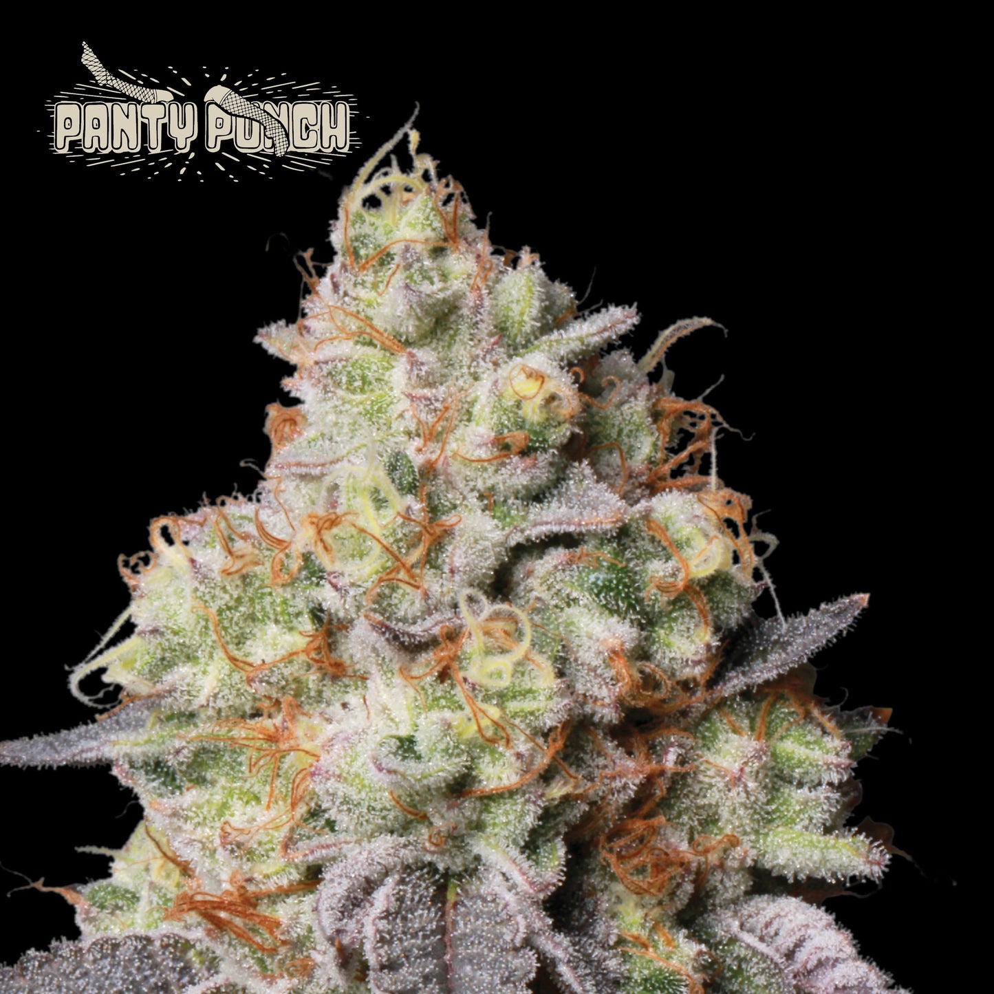 Panty Punch Auto x5 - Seedstockers Superior