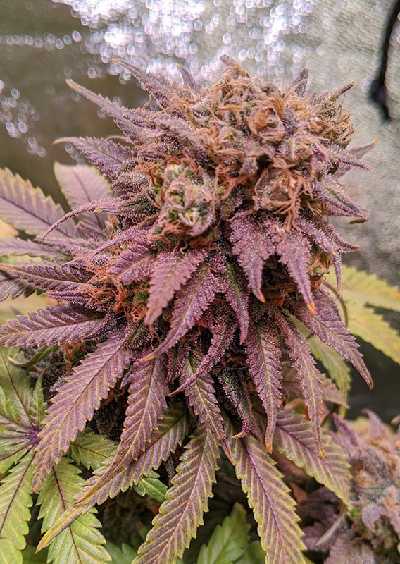 Passion Fruit Fem x3 - Dutch Passion