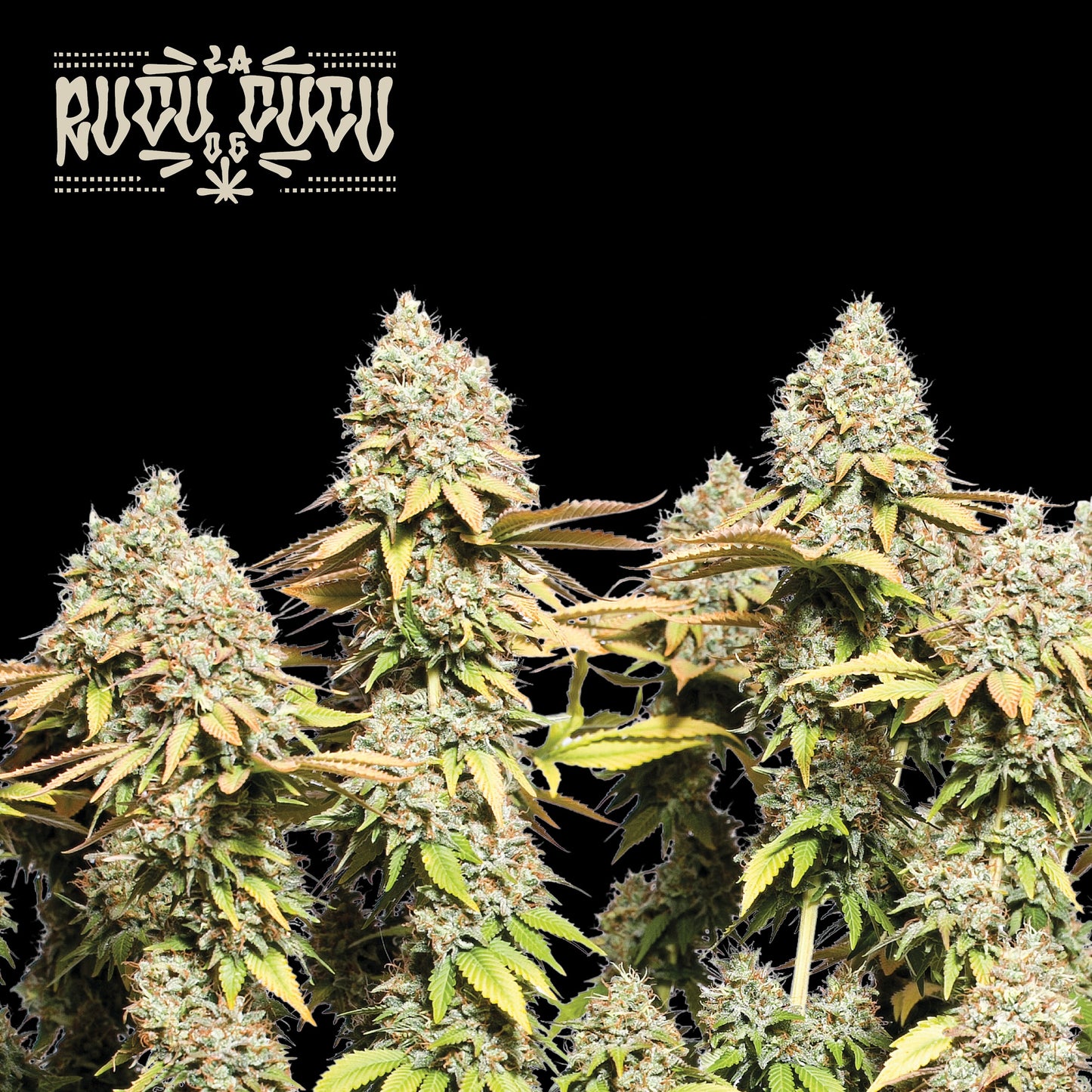 Rucu Cucu OG Auto x3 - Seedstockers