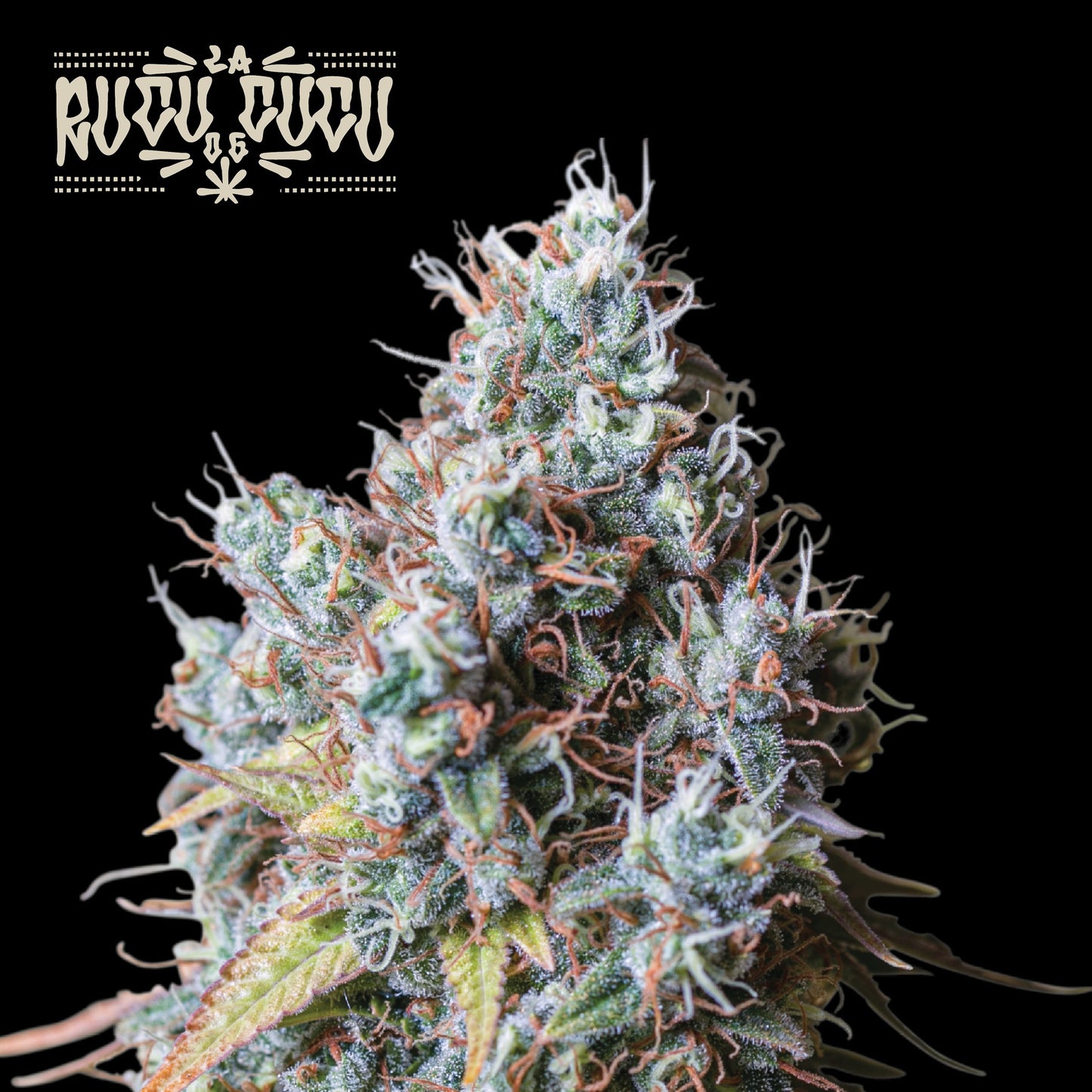 Rucu Cucu OG Fem x3 - Seedstockers
