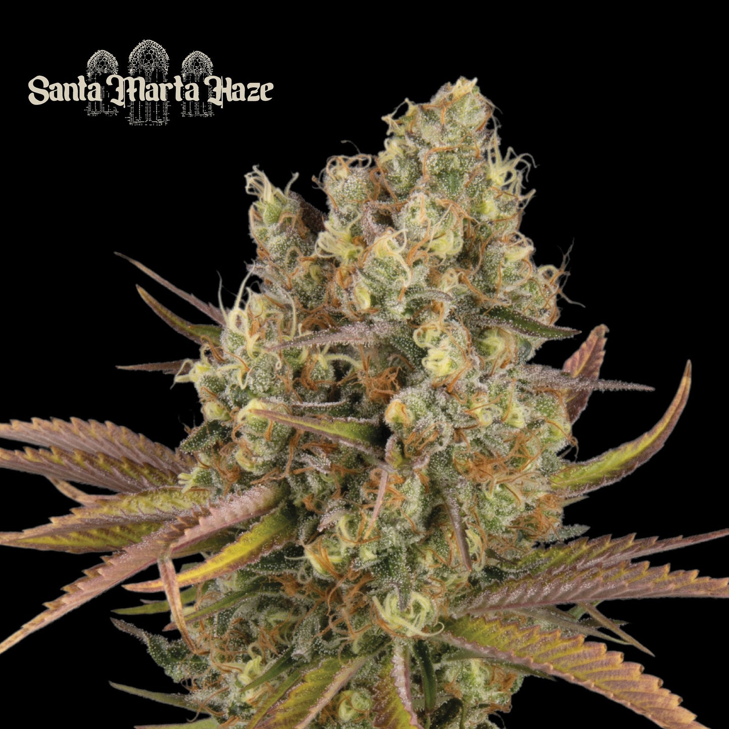 Santa Marta Haze Auto x5 - Seedstockers