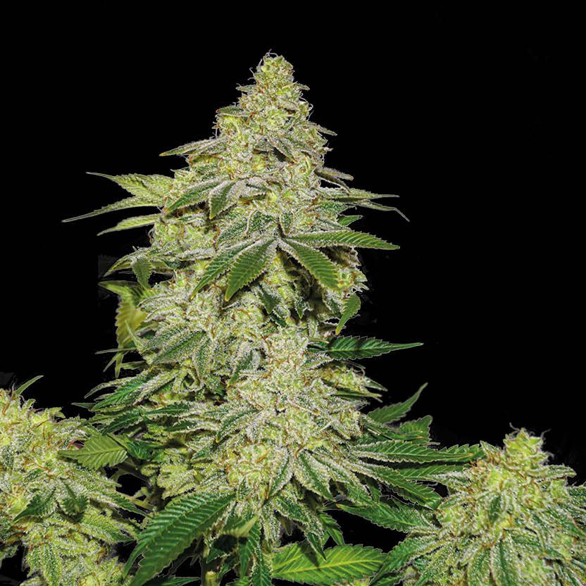 Sherbet Auto x3 - Seedstockers