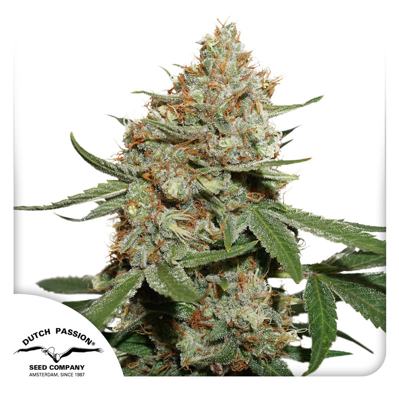 Skunk #11 Fem x3 - Dutch Passion