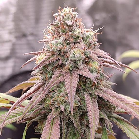 Skywalker Haze Fem x100 - Dutch Passion