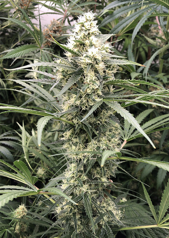 Snowbud Fem x3 - Dutch Passion
