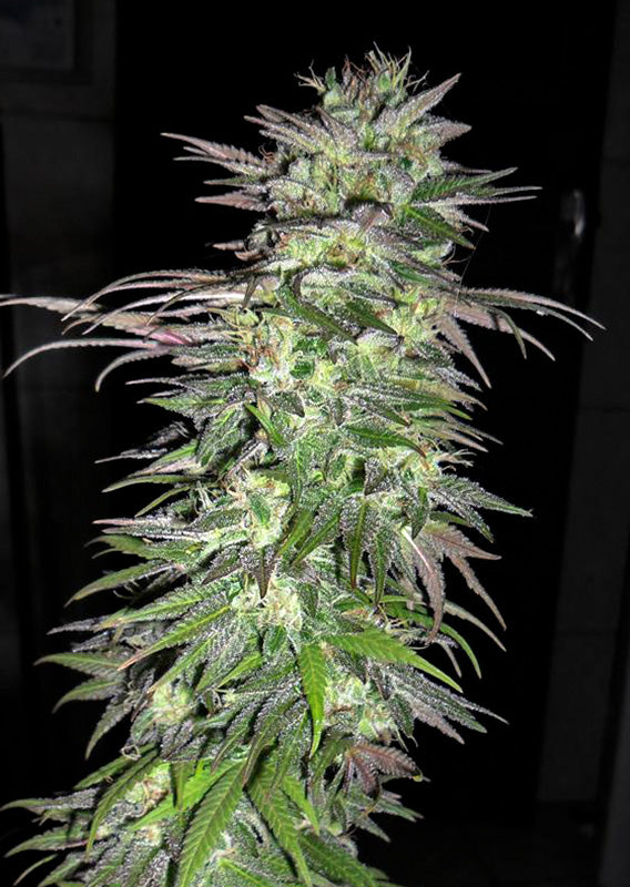 Snowbud Fem x3 - Dutch Passion