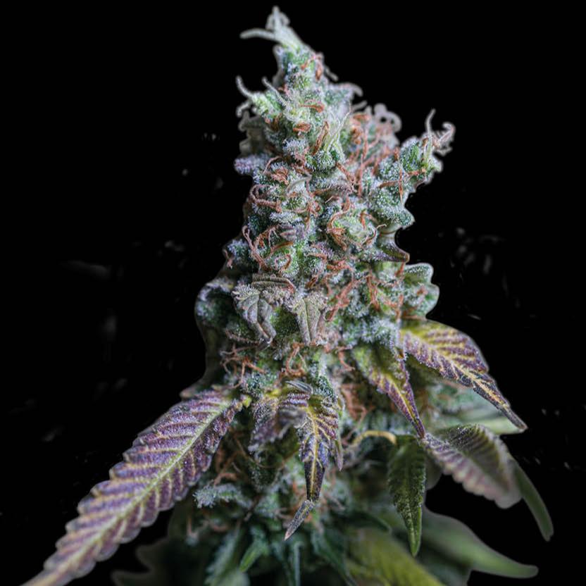 Sour Diesel Auto x3 - Seedstockers