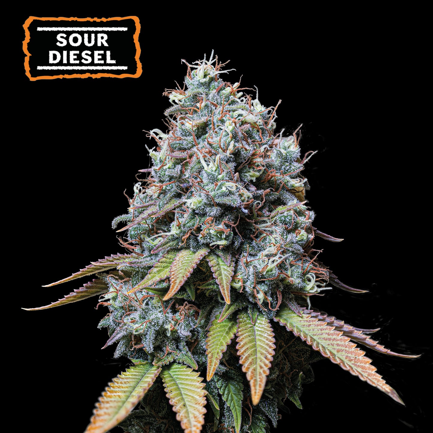 Sour Diesel Fem x5 Semillas - Seedstockers