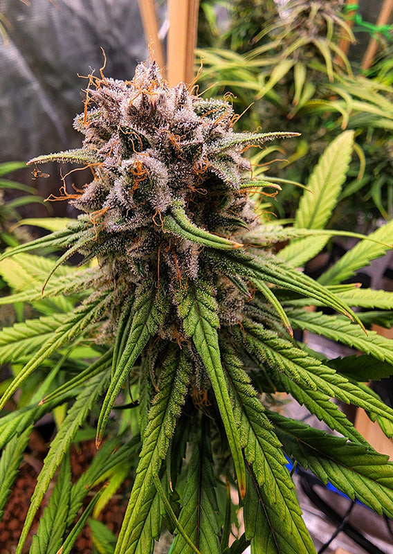 Strawberry Cough Fem x3 - Dutch Passion