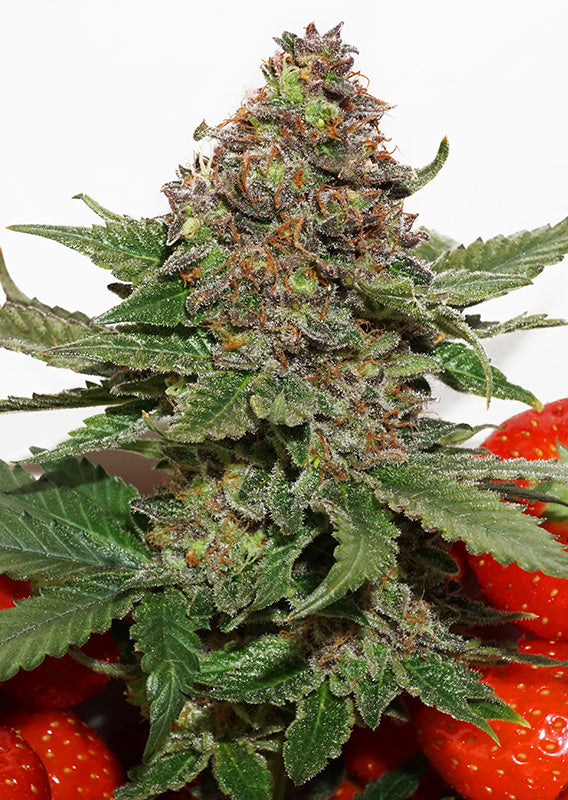 Strawberry Cough Fem x3 - Dutch Passion