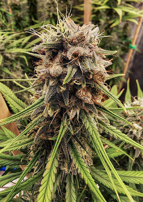 Strawberry Cough Fem x3 - Dutch Passion