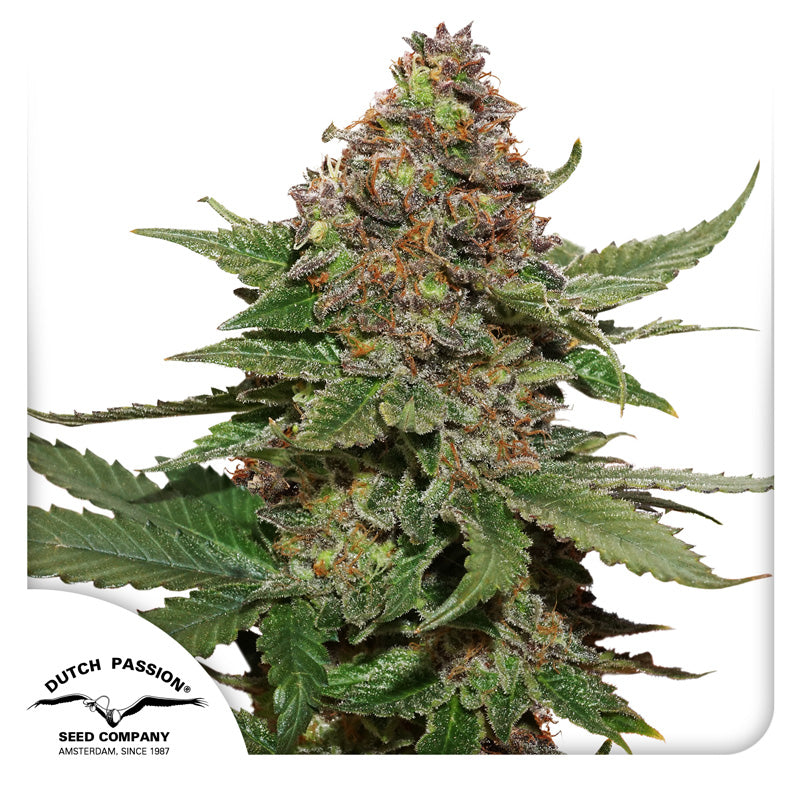 Strawberry Cough Fem x3 - Dutch Passion