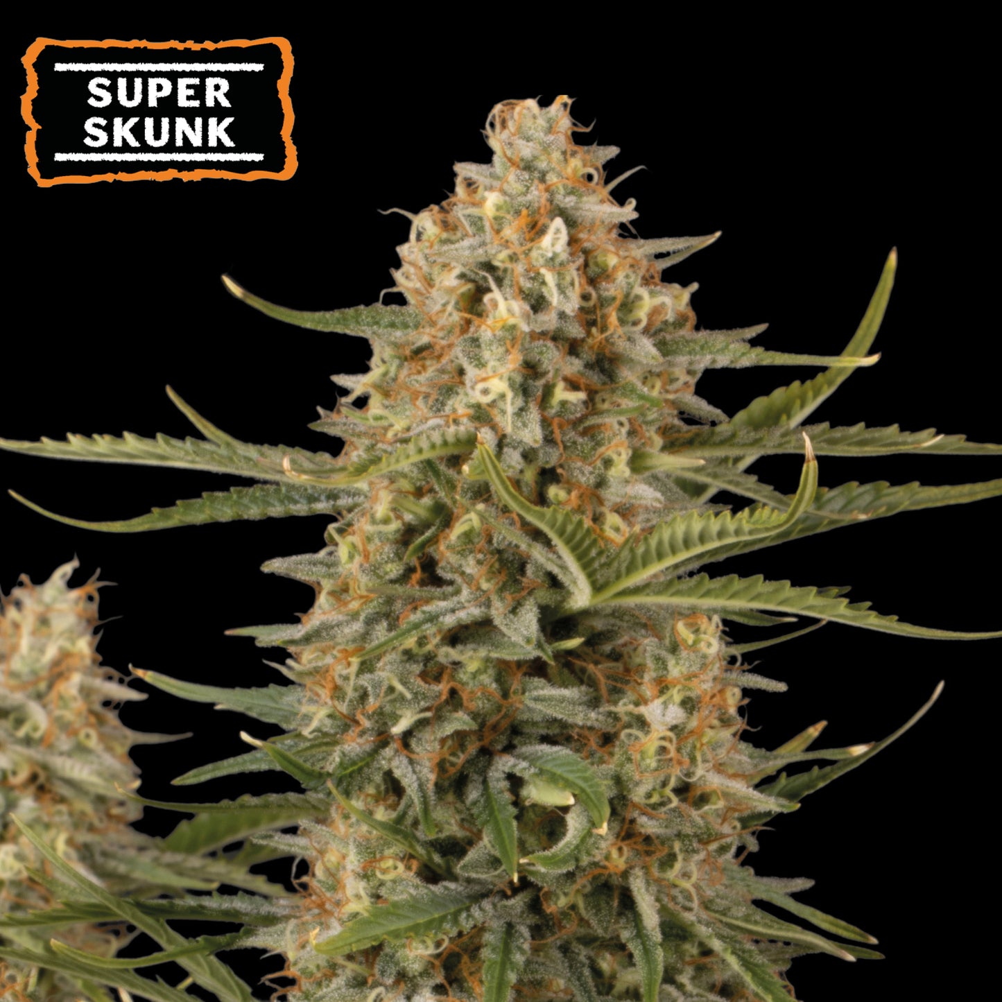 Super Skunk Auto x 3 Seedstockers