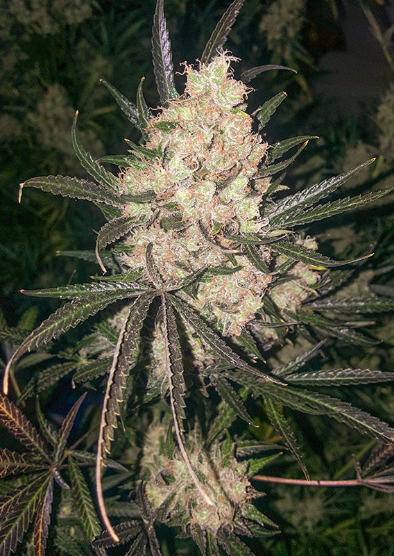 The Ultimate Fem x3 - Dutch Passion