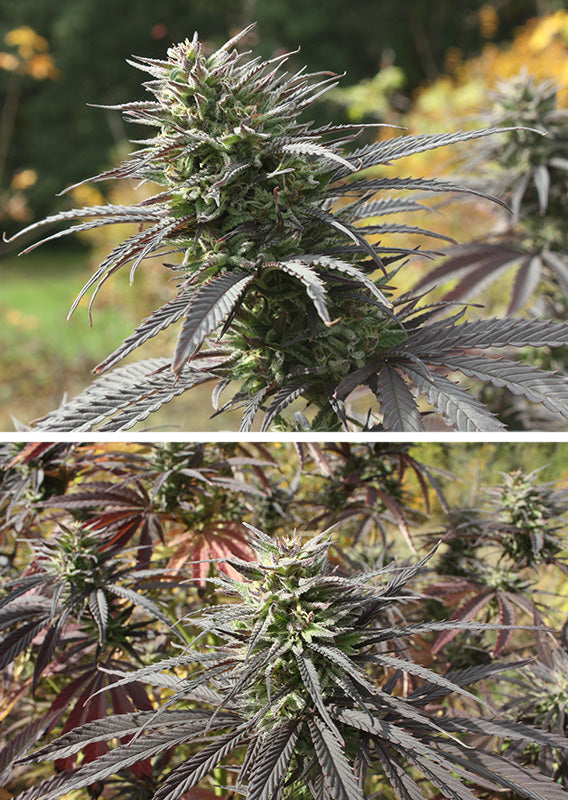 Think Fast Fem x3 - Dutch Passion