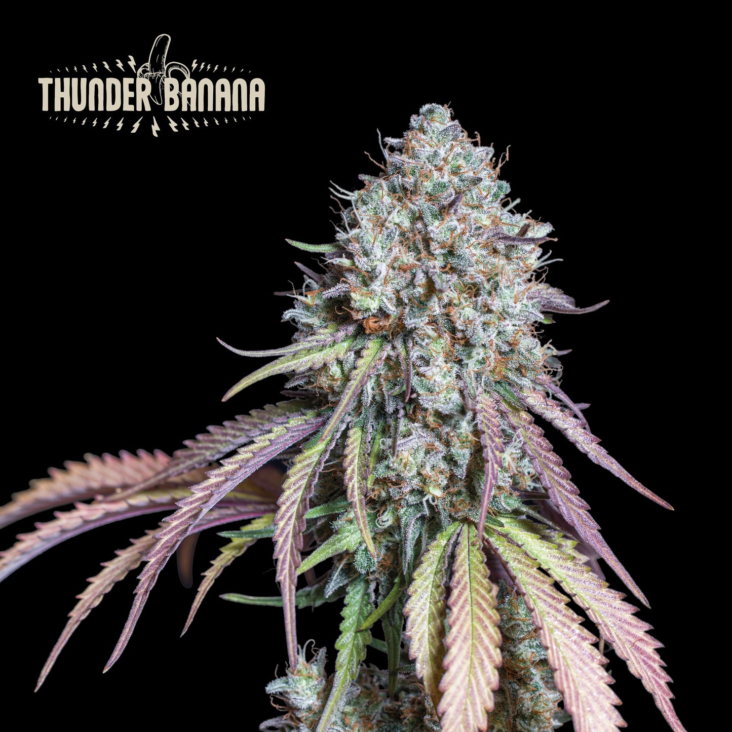 Thunder Banana Fem x5 - seedstockers Superior