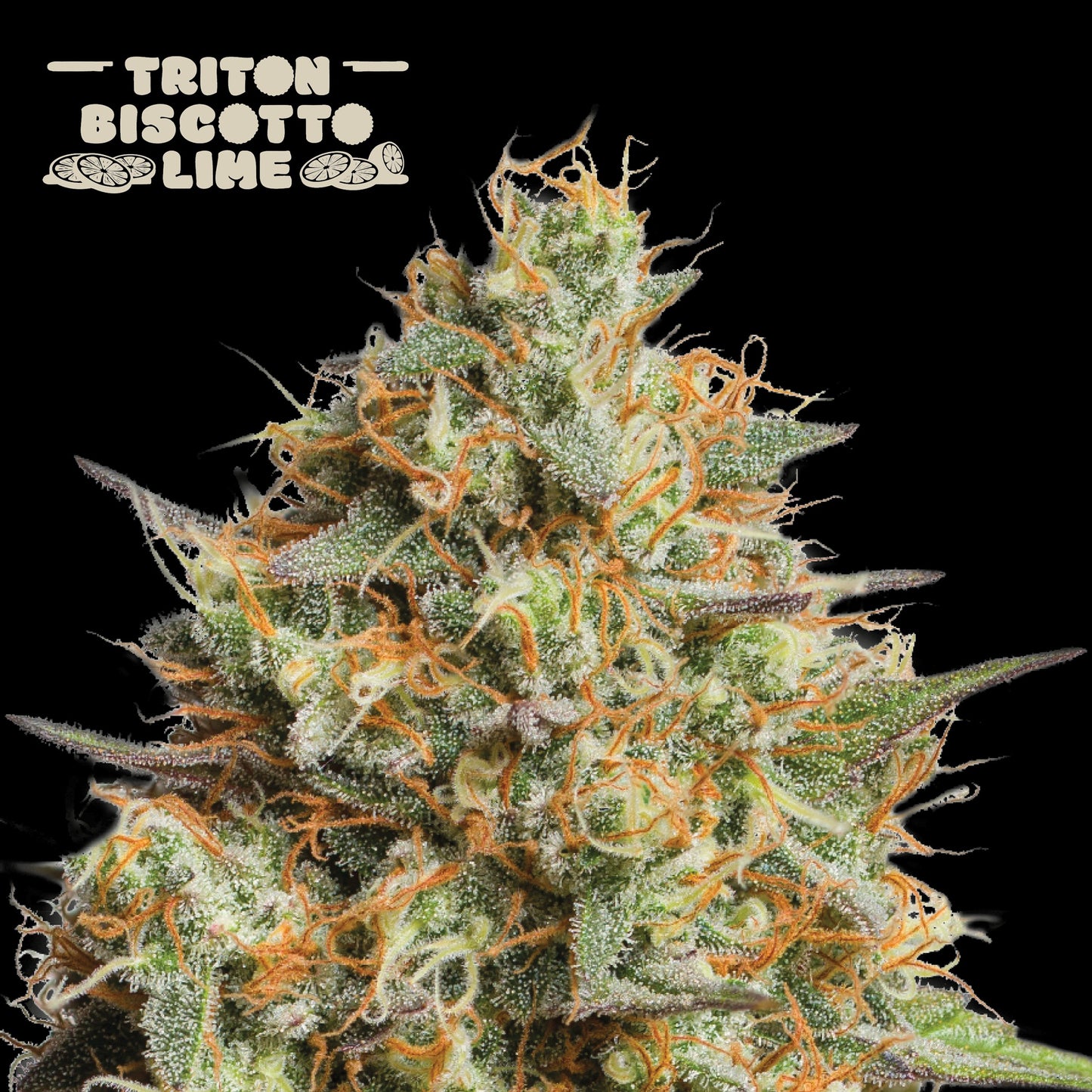 Triton Biscotto Lime Auto x 3 - Seedstockers