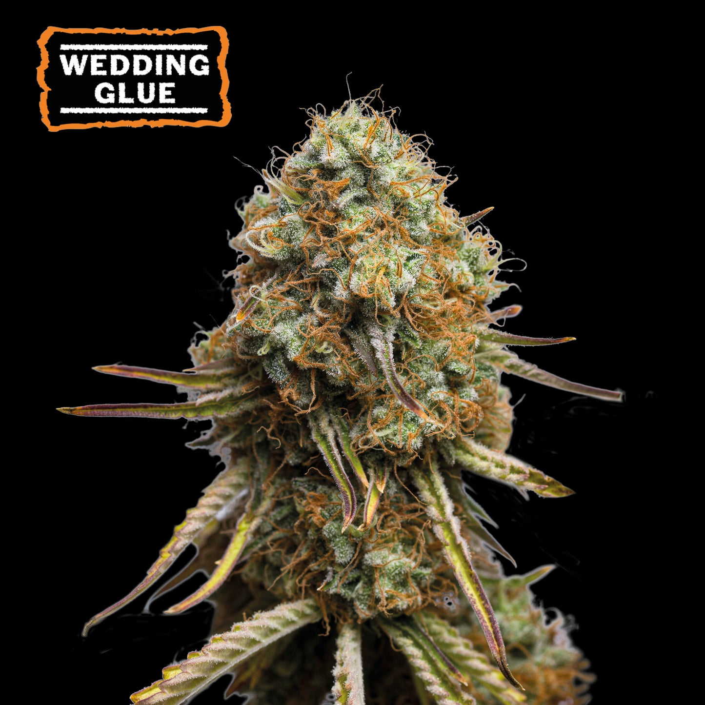 Wedding Glue Feminizada x5 Semillas - Seedstockers