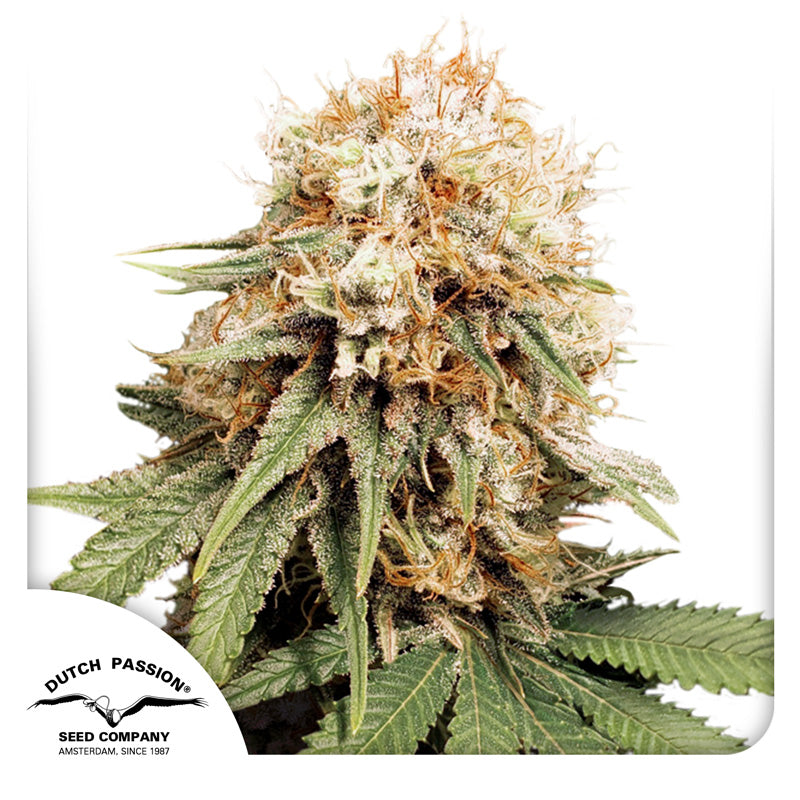 White Widow Fem x3 - Dutch Passion