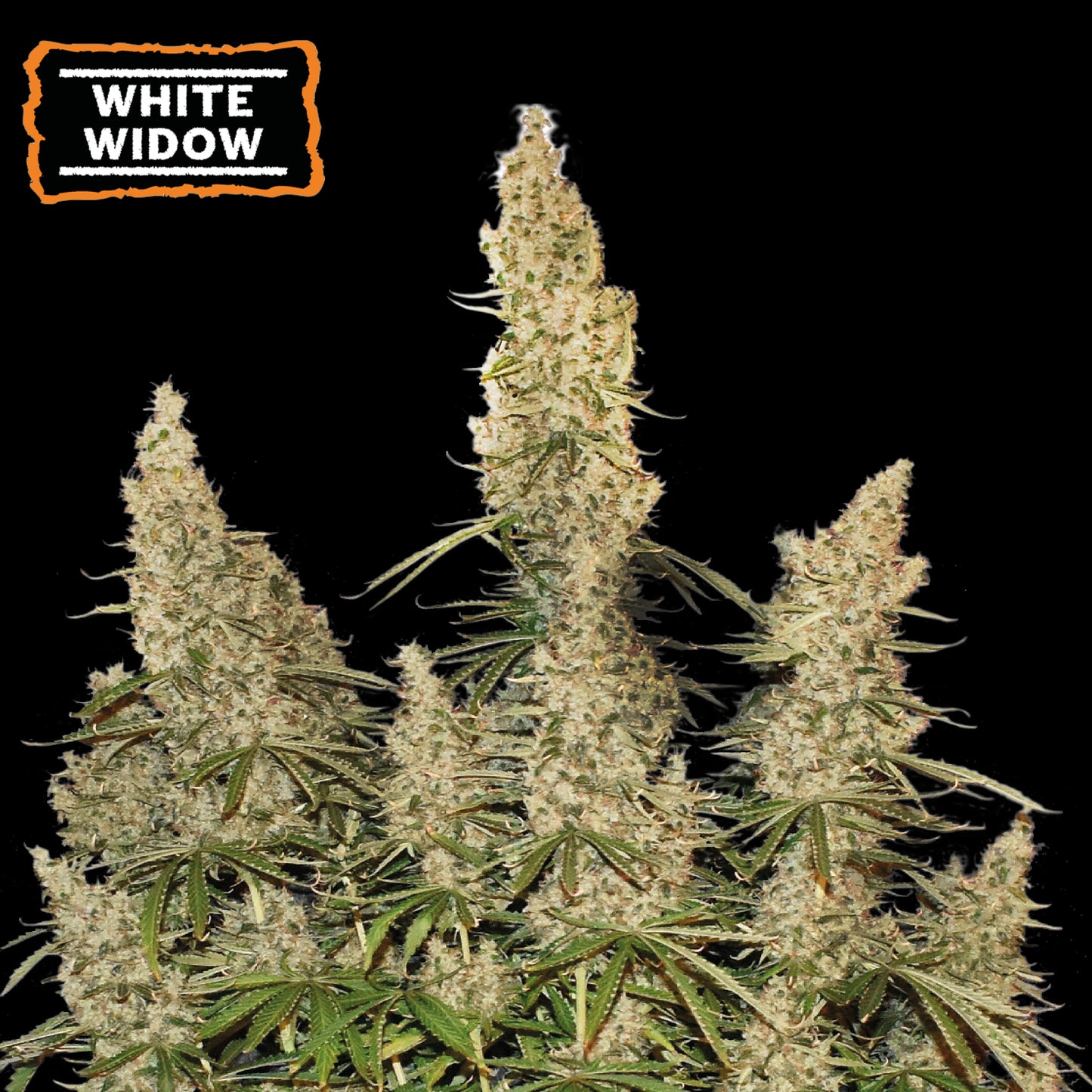 White Widow Auto x3 - Seedstockers