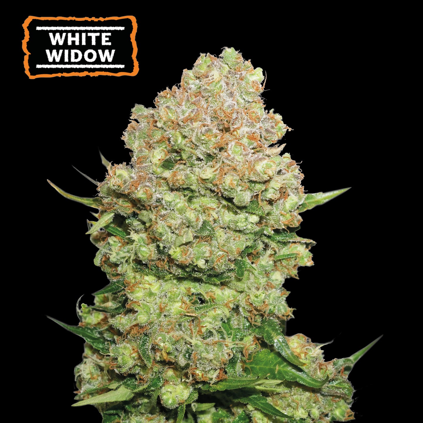 White Widow Feminizada x3 Semillas - Seedstockers