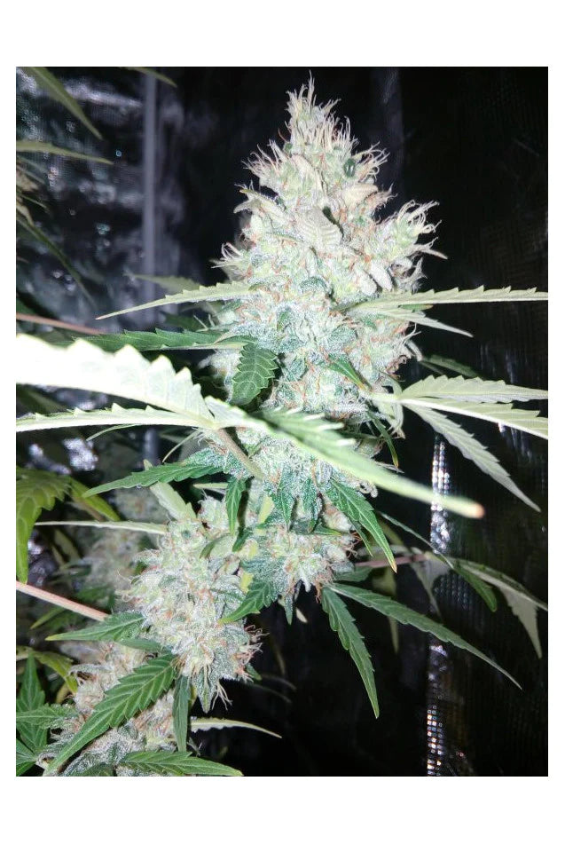 AK 420 Auto x3 Semillas - Seedstockers