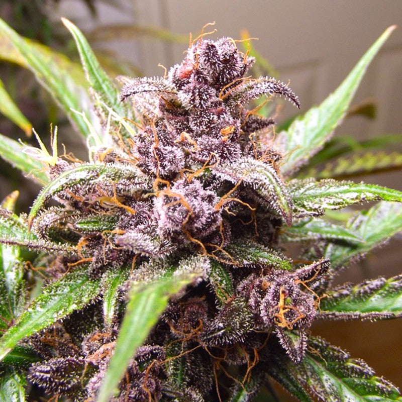 Auto Blackberry Kush x3 - Dutch Passion