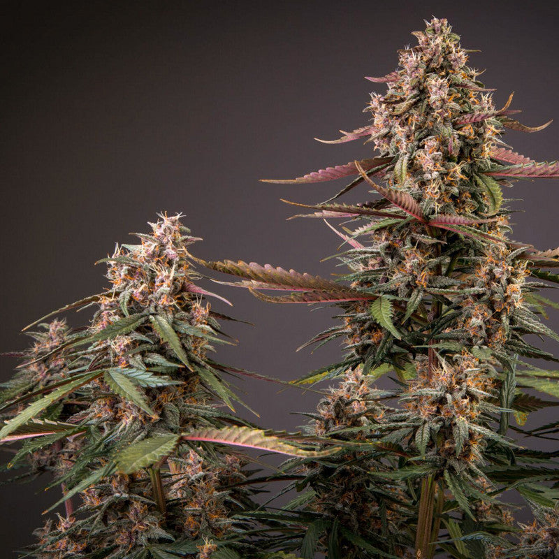 Auto Blackberry Kush x3 - Dutch Passion