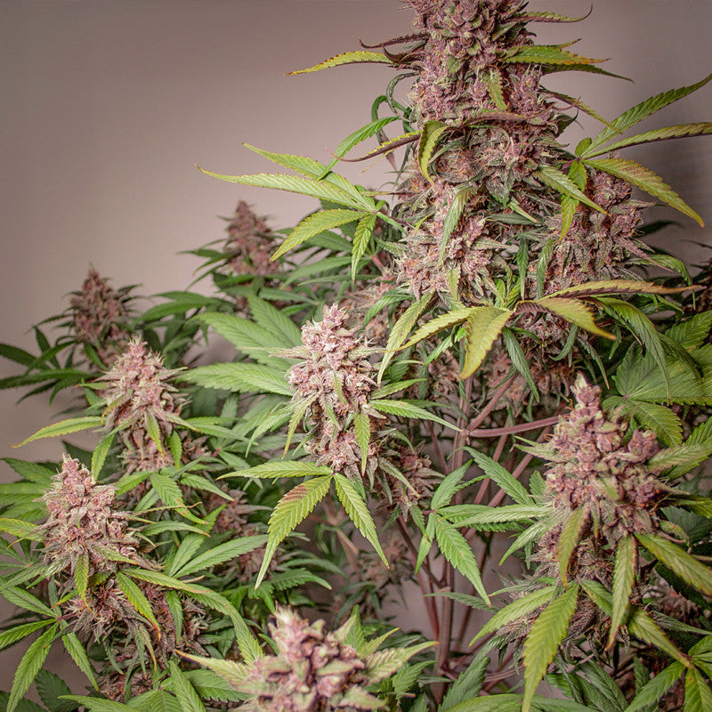Auto Blackberry Kush x3 - Dutch Passion
