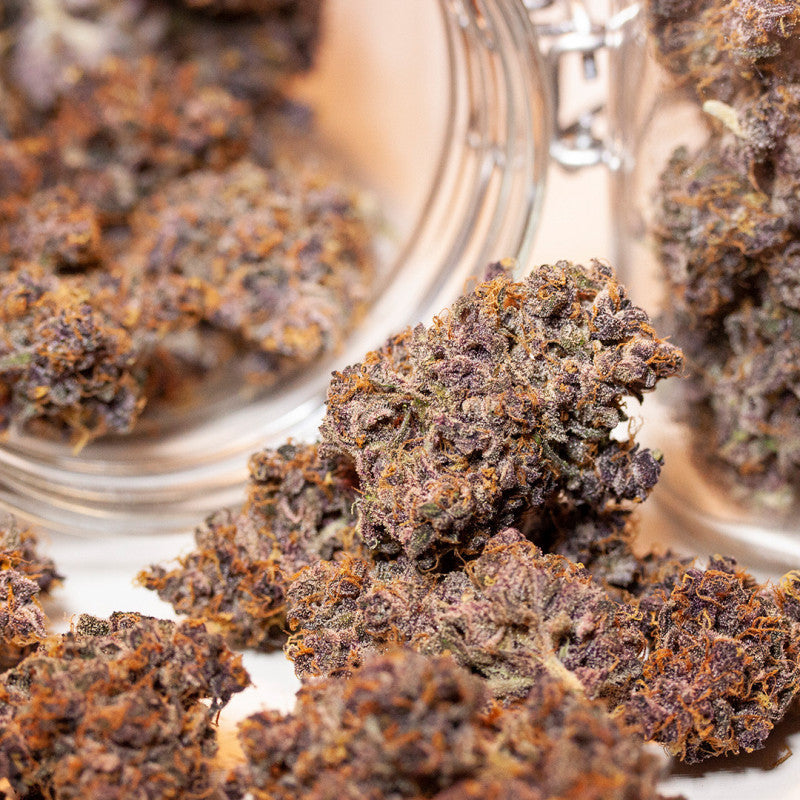 Auto Blackberry Kush x3 - Dutch Passion