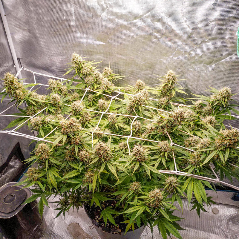 Auto Blueberry x3 - Dutch Passion