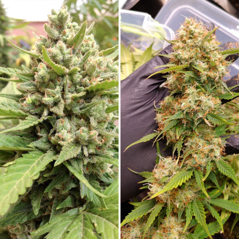 Auto Blueberry x3 - Dutch Passion