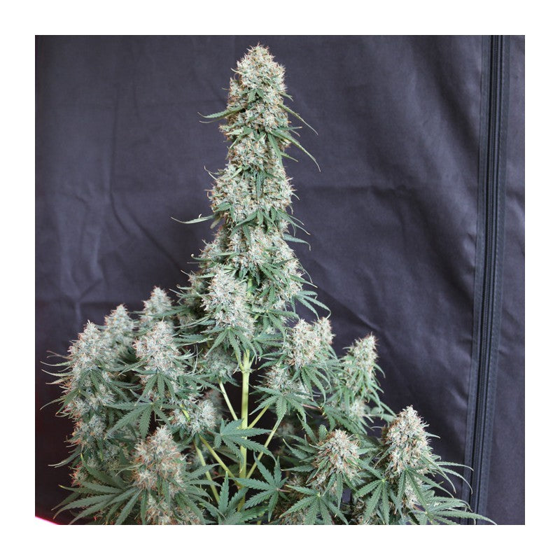 Auto Blueberry x3 - Dutch Passion