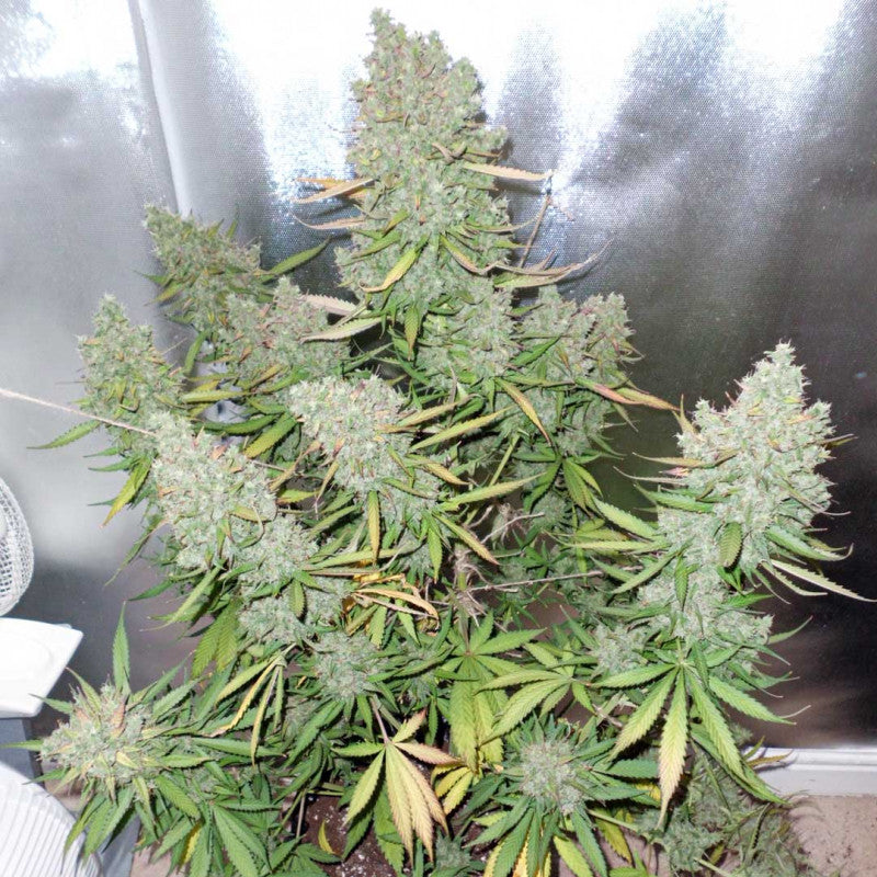 Auto Blueberry x3 - Dutch Passion