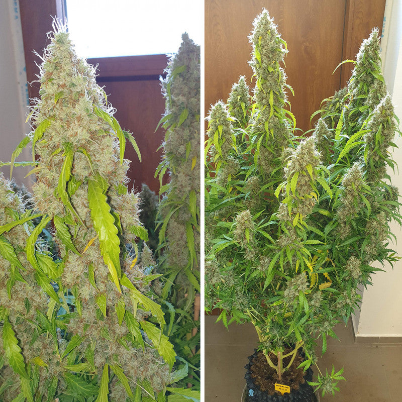 Auto Daiquiri Lime x3 - Dutch Passion